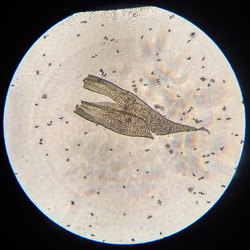 IMG 20250616 212819 HDR