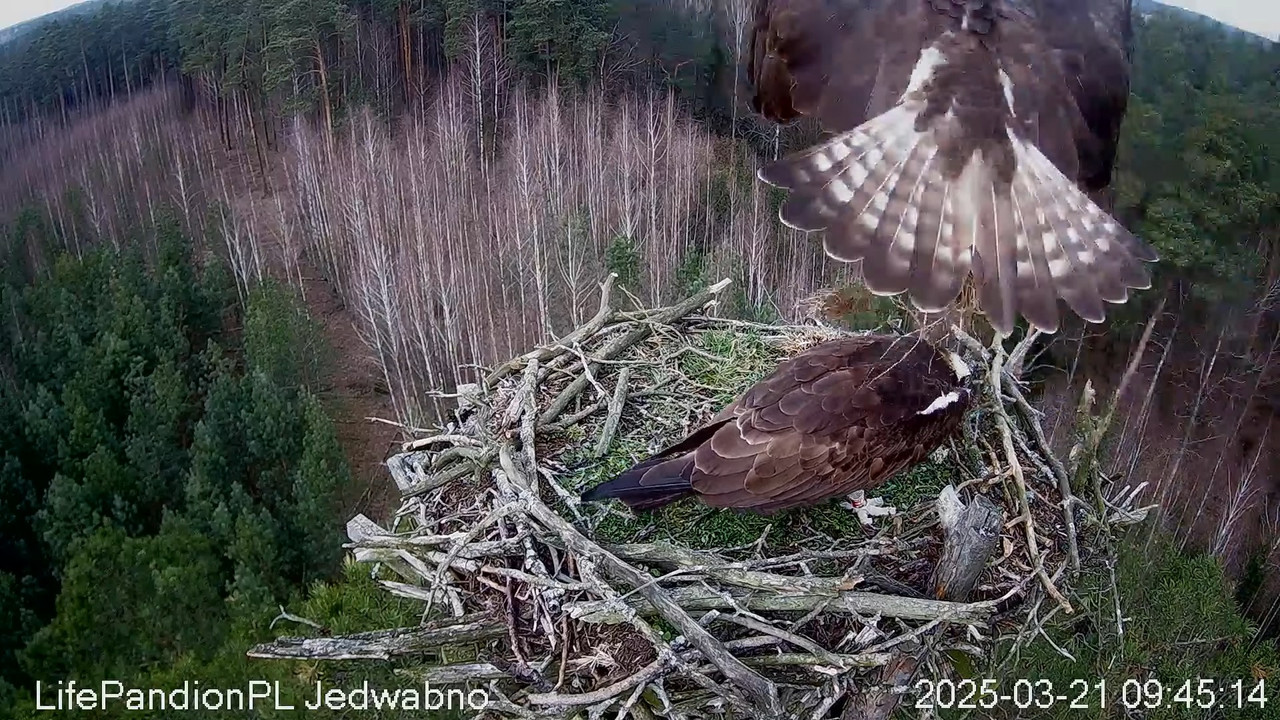 Rybołowy Online Puszcza Napiwodzko-Ramucka _ Ospreys Online in Napiwodzko-Ramucka Forest 11-46-37 sc