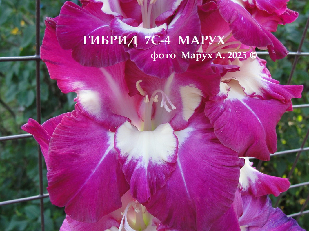 Гибрид 7С 4 Ма х 41 подп