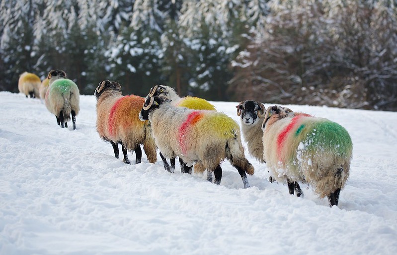 multicolouredsheep.jpg