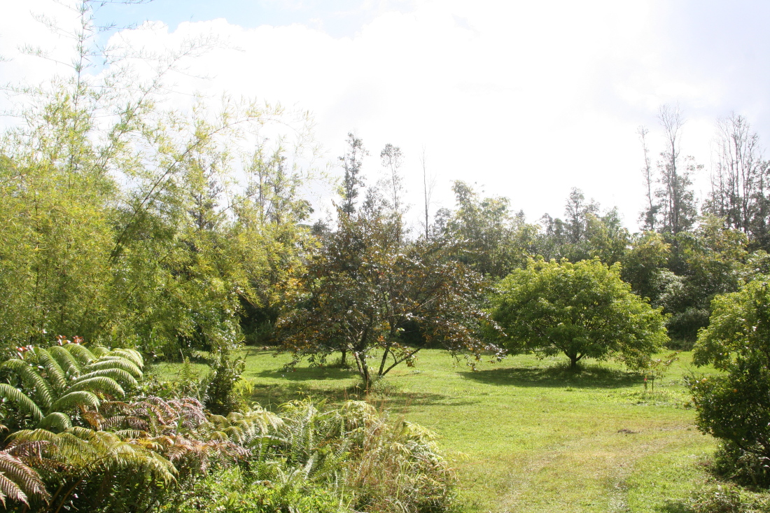orchard0001