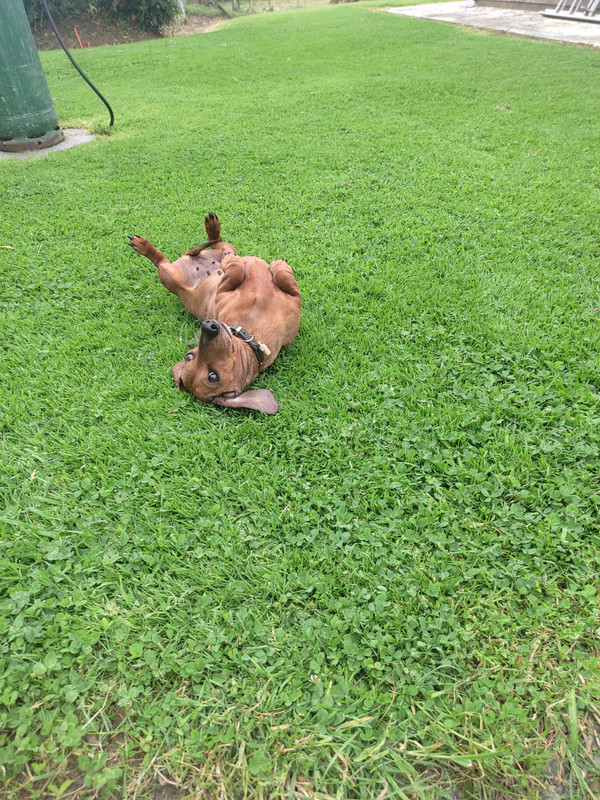 [Image: IMG-20240619-133256.jpg]