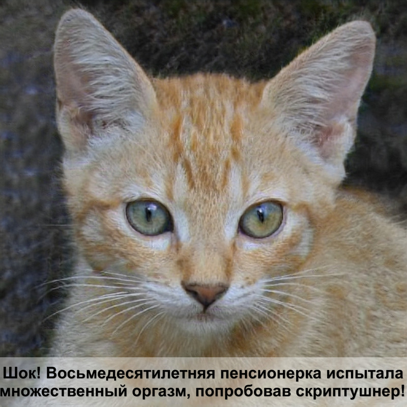 лишай у кошек лечение