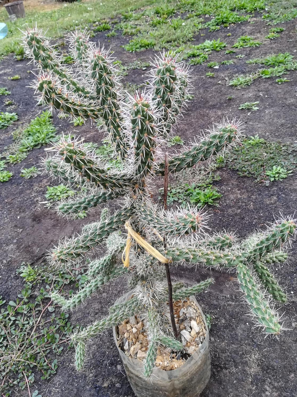 40231944_2299996453349698_6153677013967175680_n