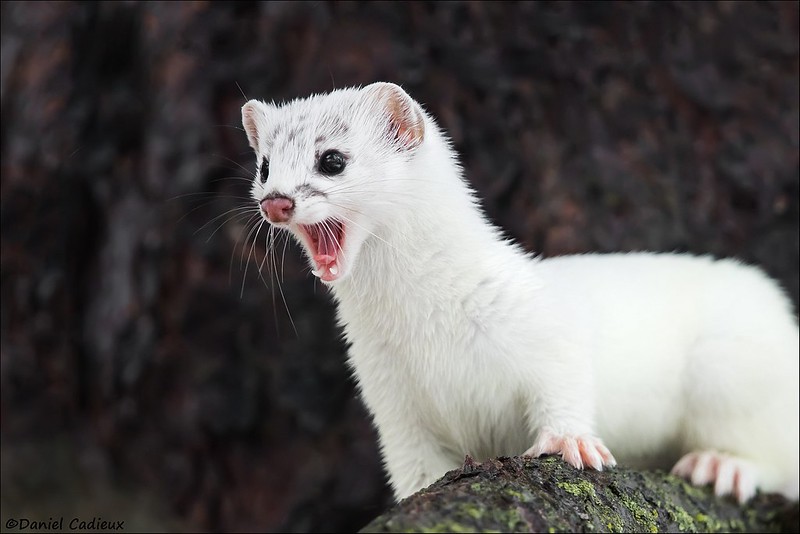 white-weasel.jpg