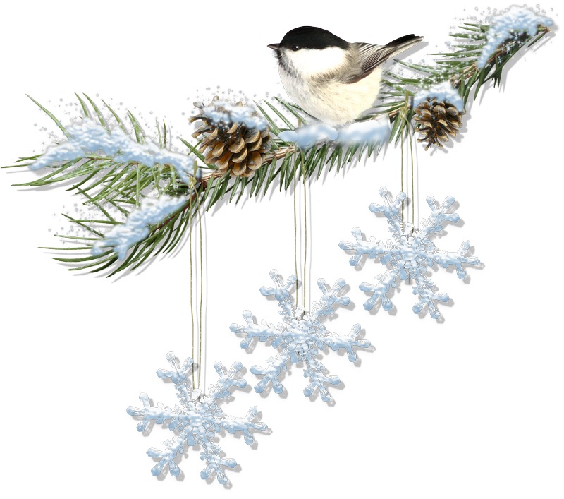 Snowbirds-Cluster-2-blog-preview