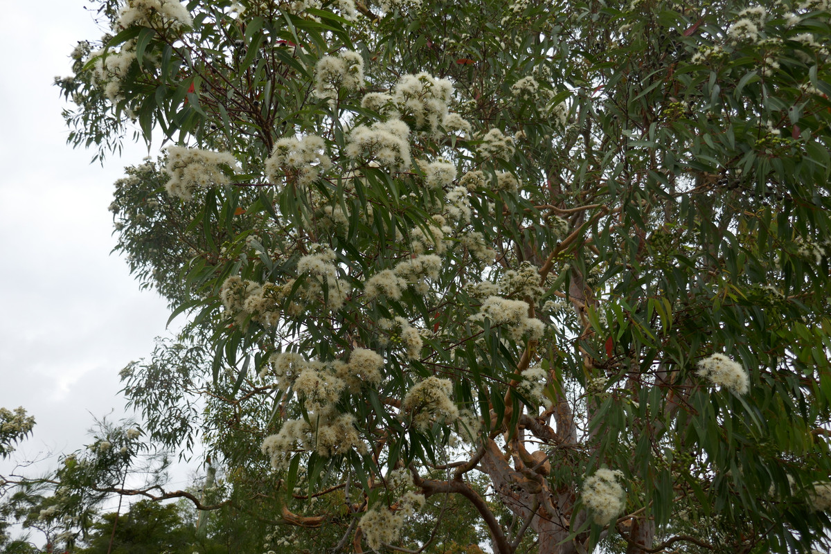 Angophora 002