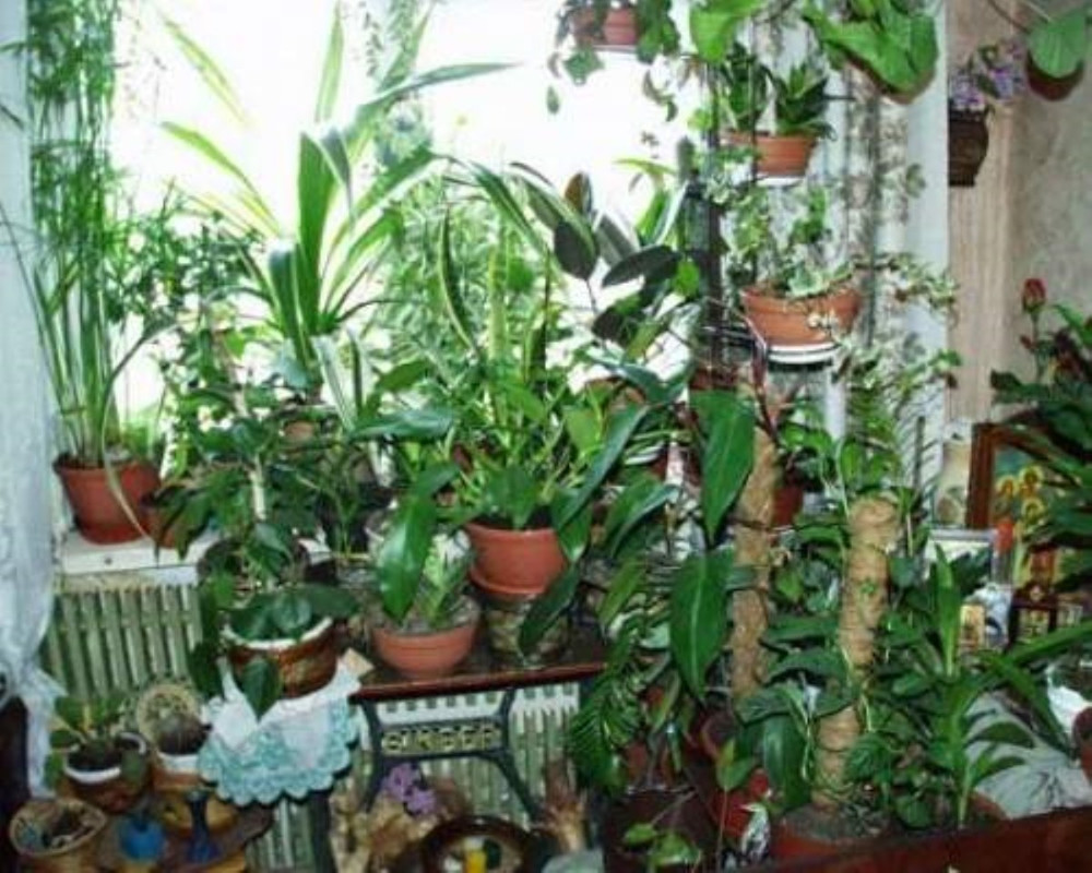Каким образом увлажнять воздух для резиновых растений в домашних условиях