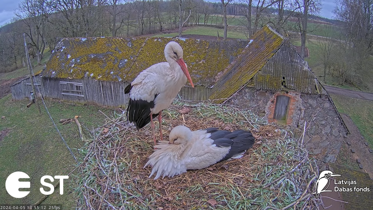 Baltie stārķi (Ciconia ciconia) Tukuma novadā - LDF tiešraide __ White storks in Tukums, Latvia 4-47