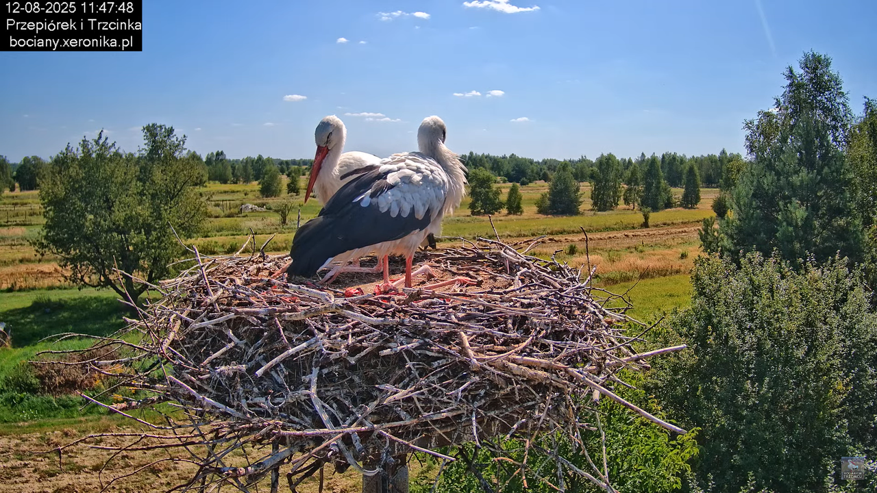 12082025bociany14