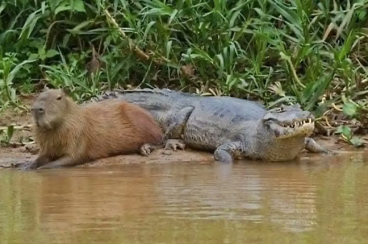 Capibara se hace viral por domar y montar a un peligroso cocodrilo: video