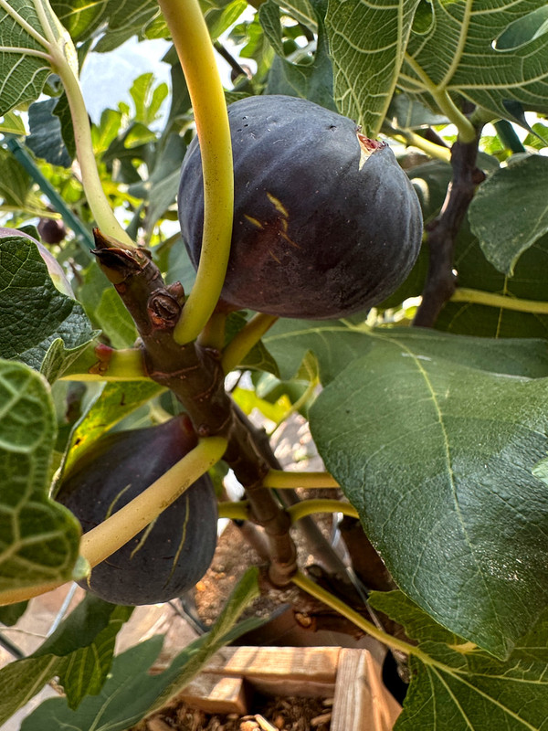 figs-382.jpg