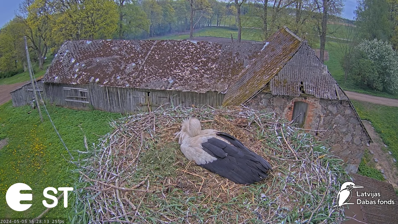 Baltie stārķi (Ciconia ciconia) Tukuma novadā - LDF tiešraide __ White storks in Tukums, Latvia 9-15