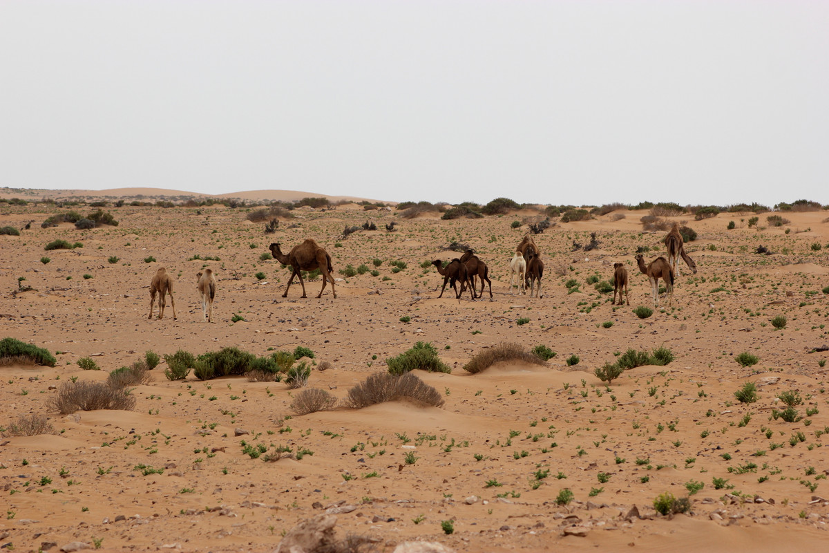 Introducción - Al Sur del Sur: entre el desierto y el océano (5)