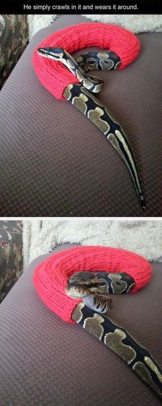 snake in jumper
