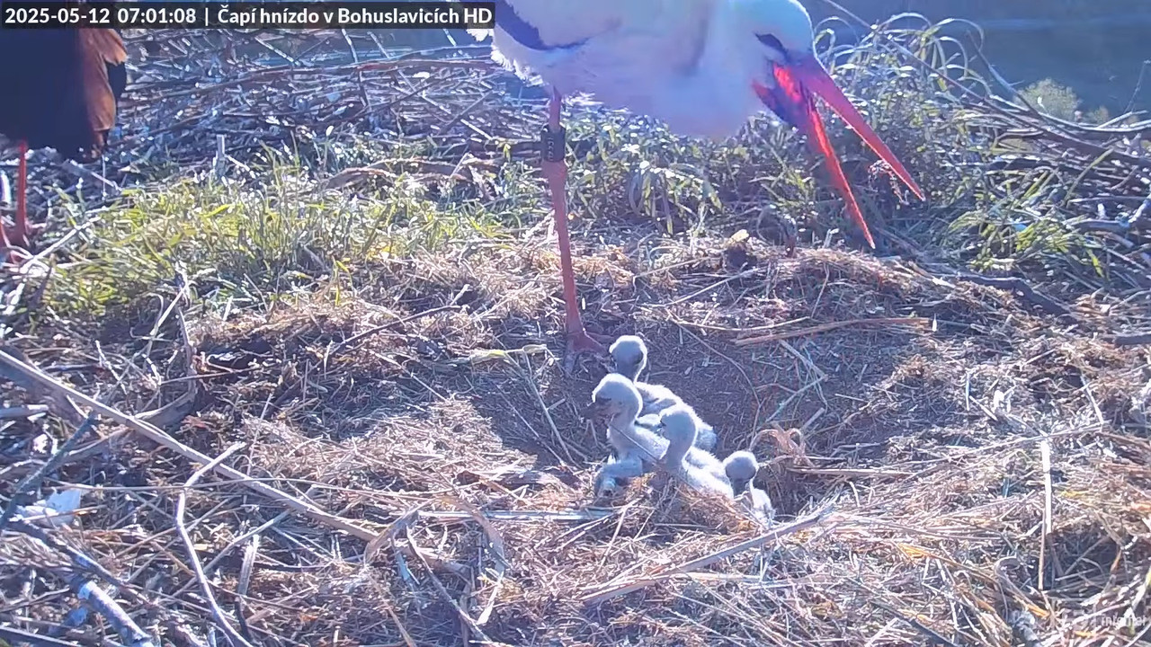 Tiešraide no stārķu skursteņa Bohuslavicē netālu no Trutnovas HD kvalitātē 5-8-31 screenshot