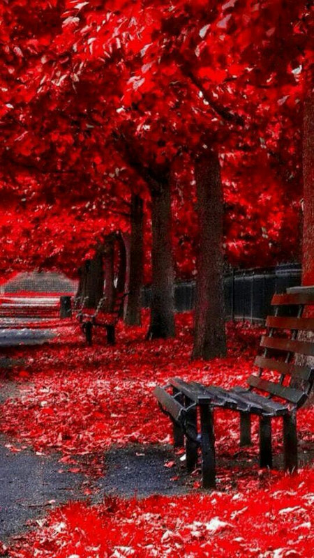 redwoodsbench.jpg