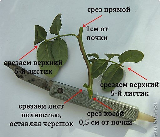 Разделение, черенкование, листовые черенки как размножить пахистахис в домашних условиях разными спос