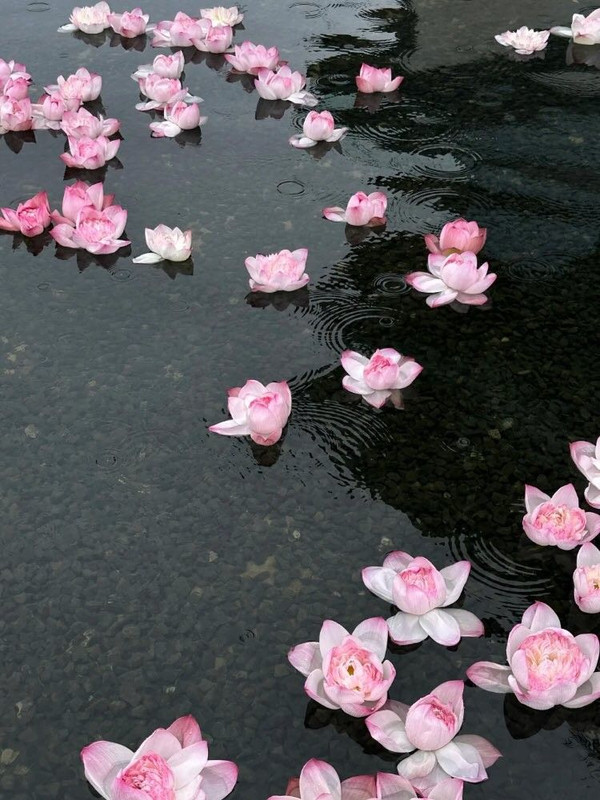 rose petals