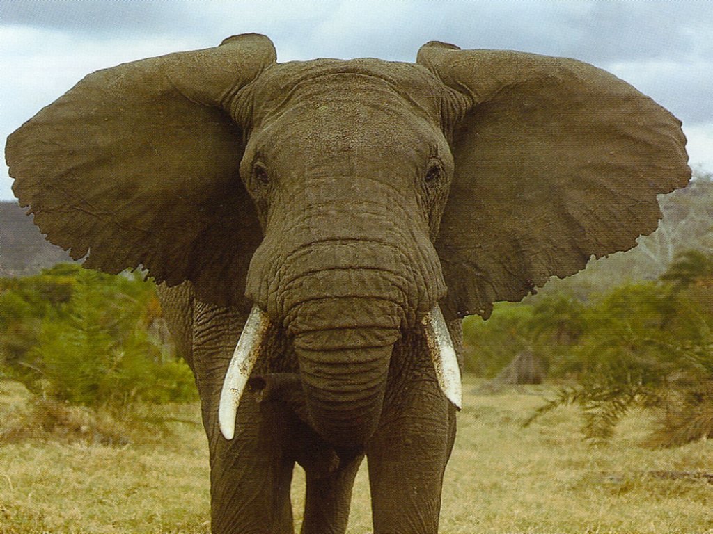 elephants-06