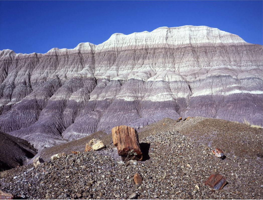 Petrified-FNP1.jpg