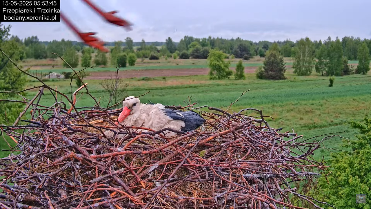 15052025bociany6