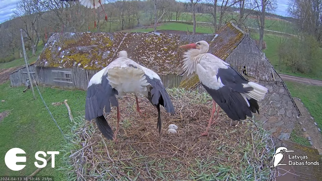 Baltie stārķi (Ciconia ciconia) Tukuma novadā - LDF tiešraide __ White storks in Tukums, Latvia 7-49