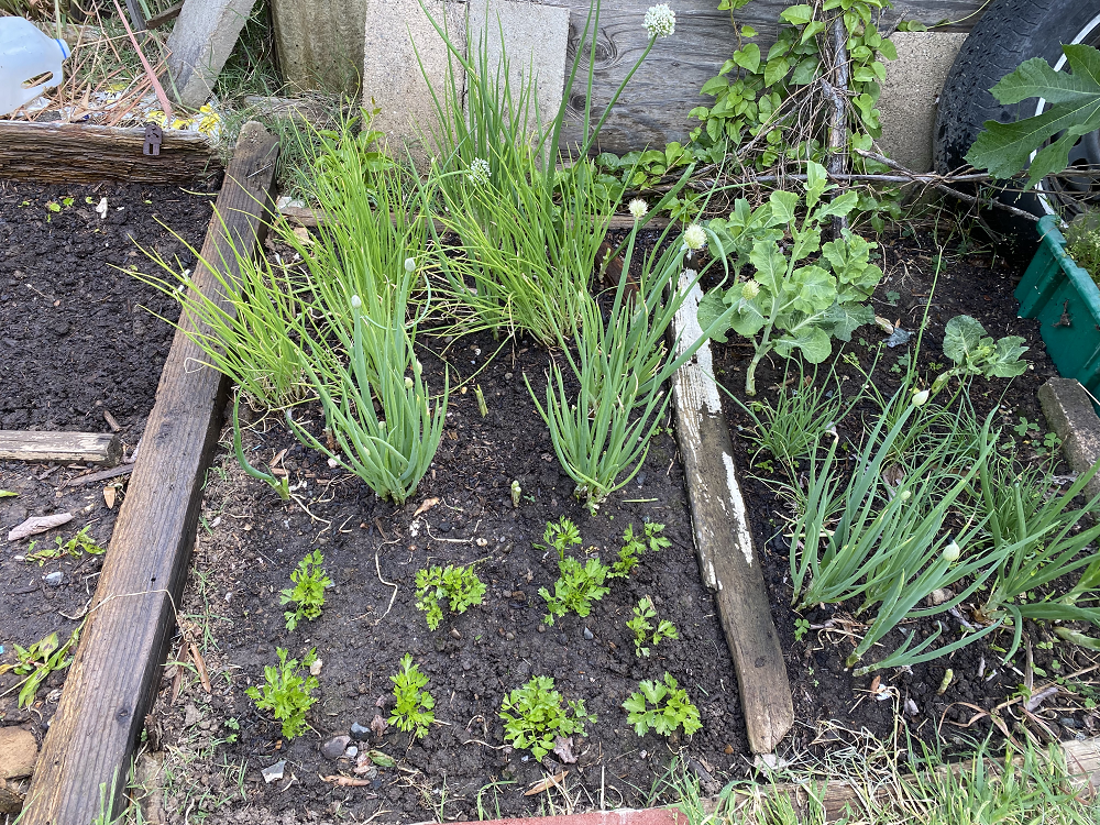 Planting Onions IMG-1667-1000
