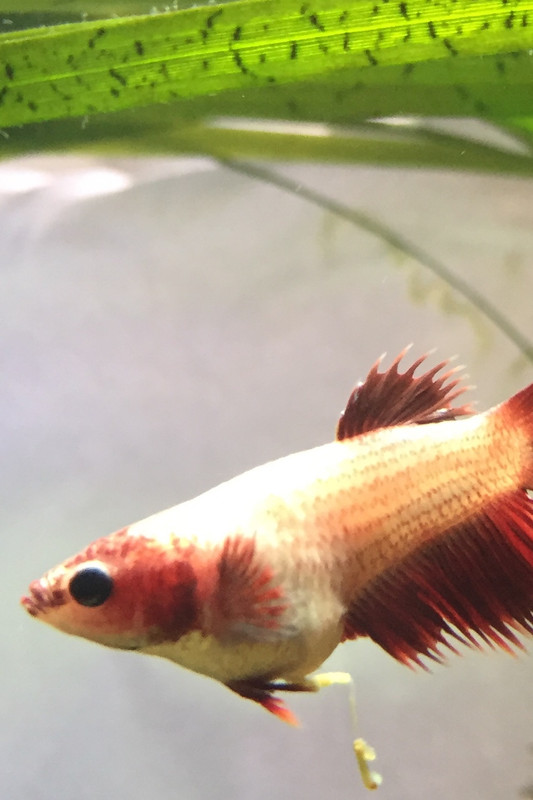 C5F184FF-5F8E-40EB-BA59-36EE04E14CD2