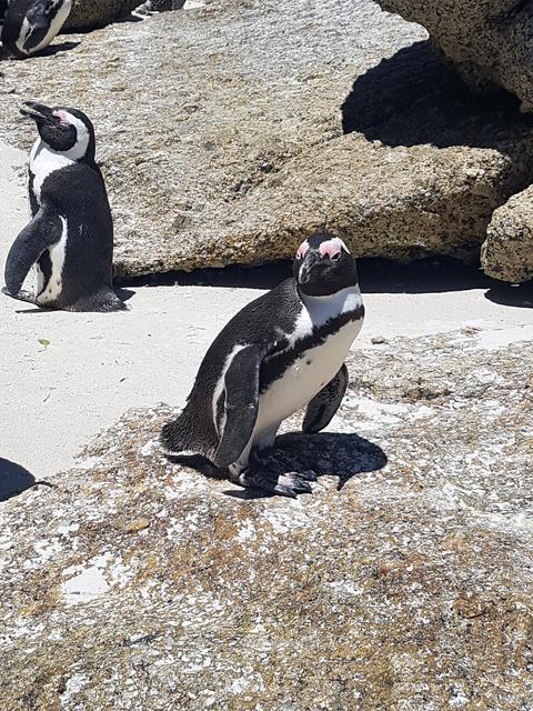 DÍA 5: CAPE TOWN - Sudáfrica y Seychelles 2018 -  Una Honeymoon llena de vida (16)