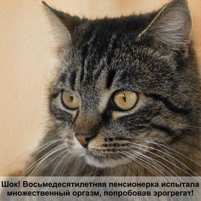 окрас фавн британских кошек