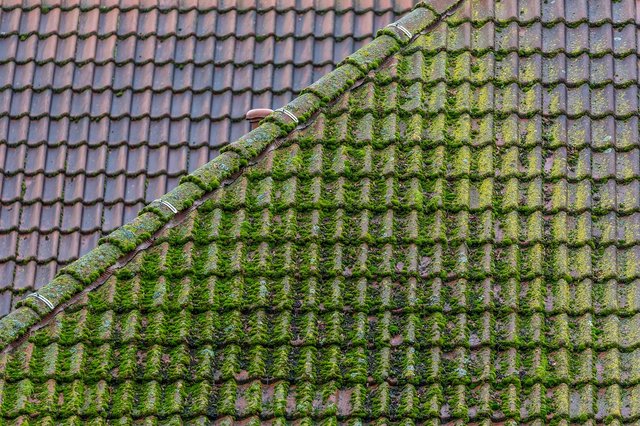 roof cleaning