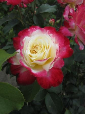 IMG_2574