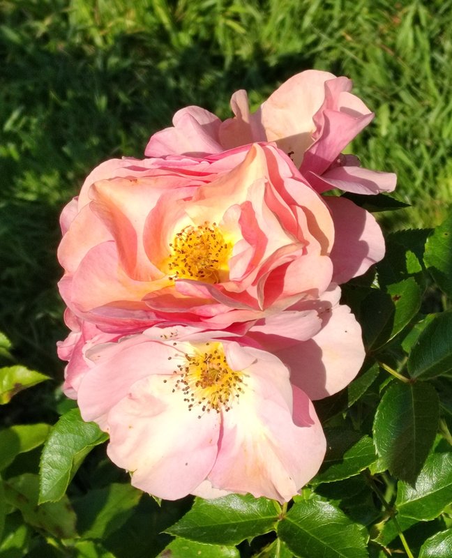 https://i.postimg.cc/c4MdkJF1/012-IMG-20240918-115141-edit-281476830035436.jpg