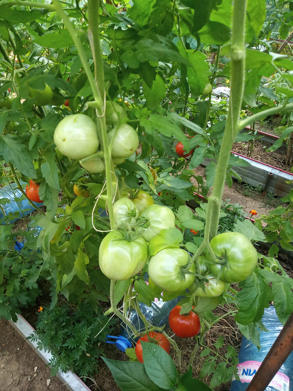 веси варна.