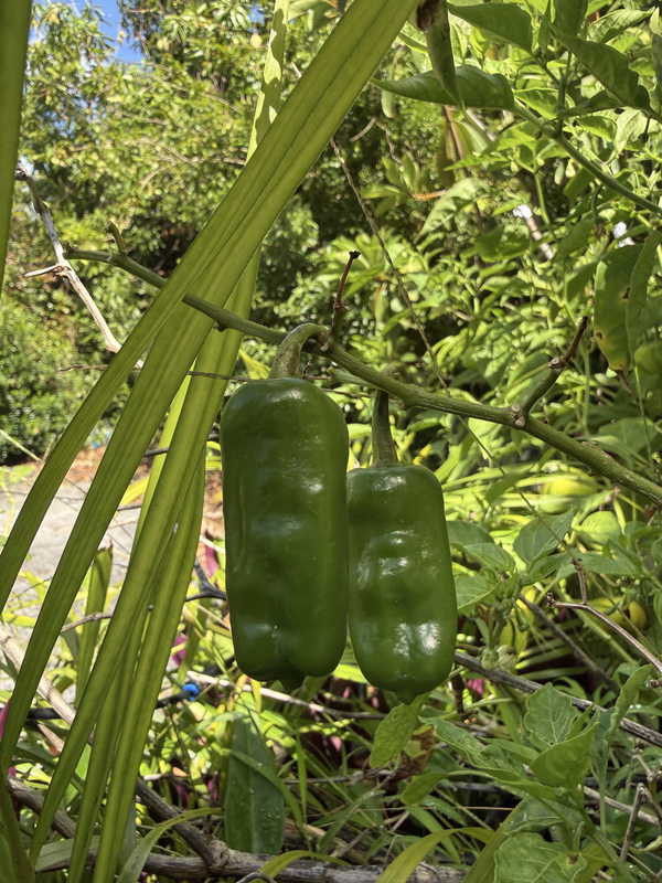 Peppers 4 26b