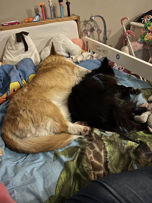 [Image: F9-E8-E7-B7-A237-498-C-BAAE-D745-C60987-BD.jpg]