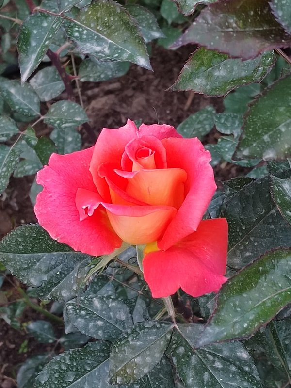 https://i.postimg.cc/c4PLGyhN/193-IMG-20230416-184122.jpg