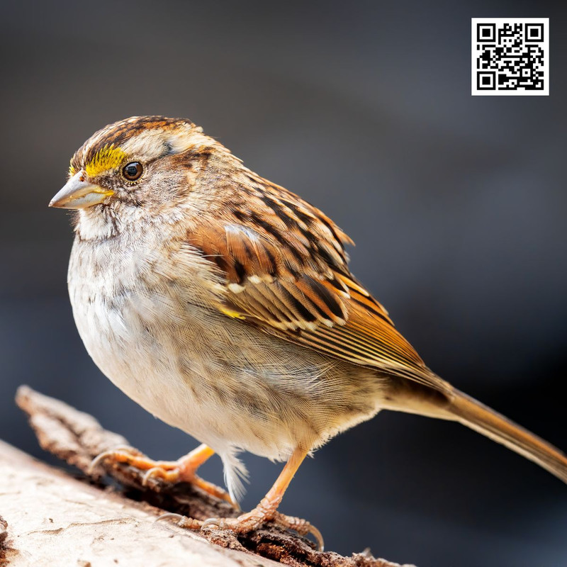 How Weather Impacts Bird Behavior and Activity?