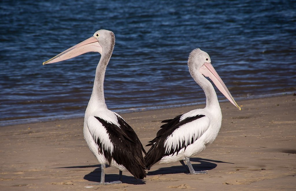 B-W-pelicans-446864-1280.jpg