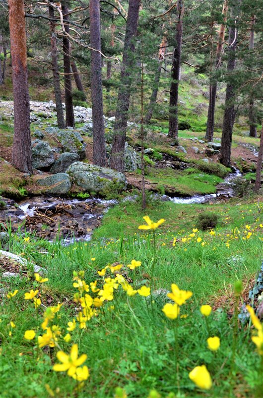 RUTA VALLE DE LA BARRANCA-6-6-2013-MADRID - Paseando por España-1991/2017 (12)