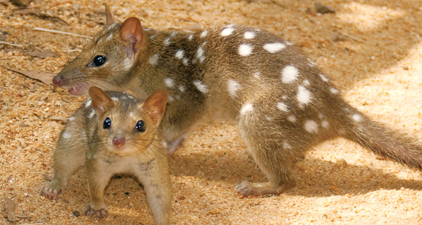 Quoll Sleep and Mating: Behavioral Insights