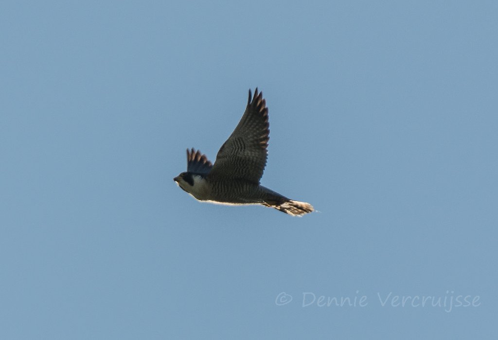 Foto's van Dennie. 2020 - Pagina 4 Sv2304b