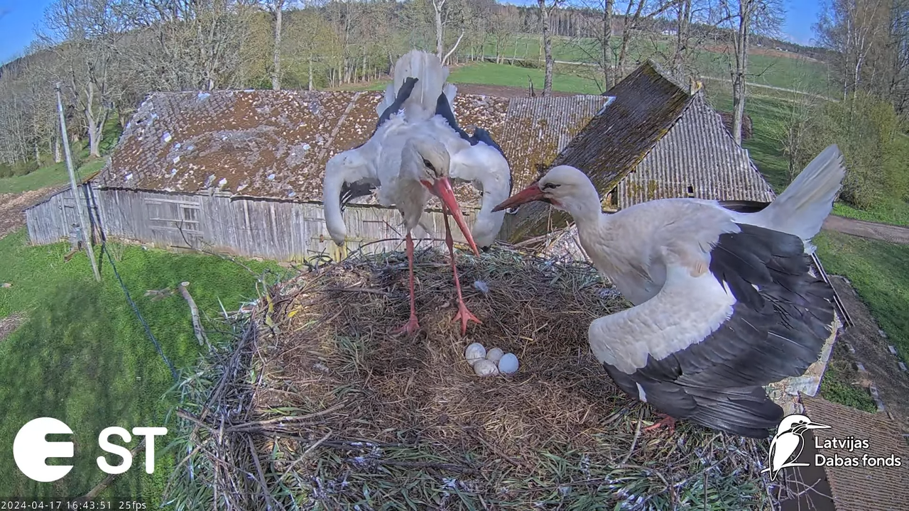 Baltie stārķi (Ciconia ciconia) Tukuma novadā - LDF tiešraide __ White storks in Tukums, Latvia 9-35