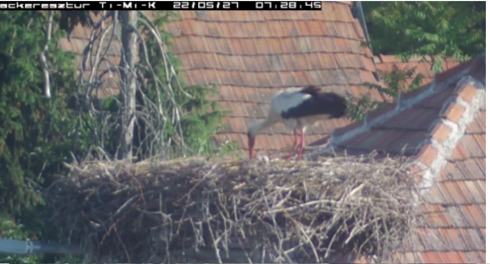 2022-05-27_075851Misi huss