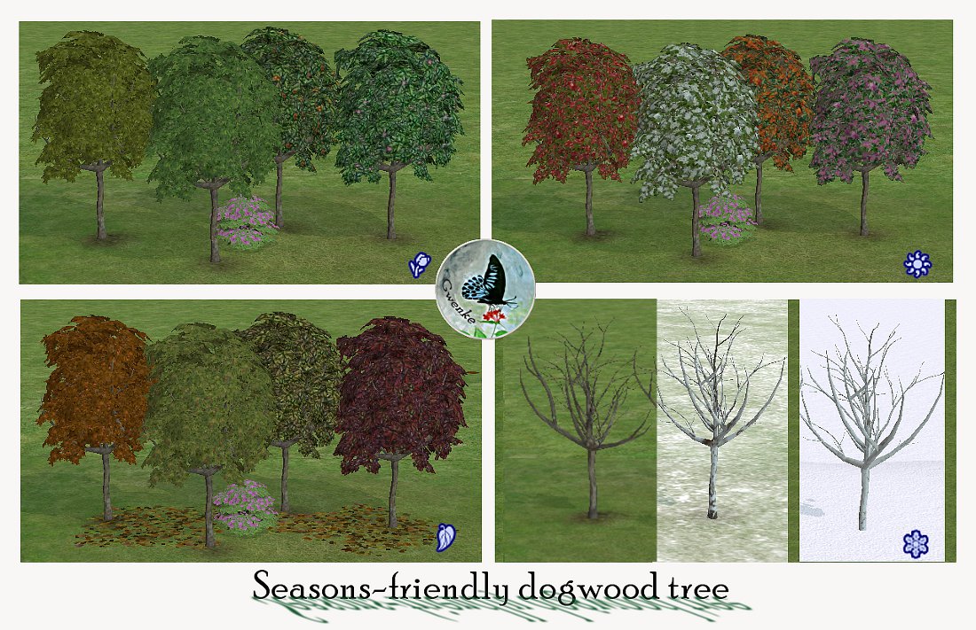 Dogwood-upload