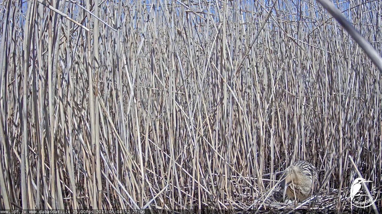Lielais dumpis (Botaurus stellaris) Engurē - LDF tiešraide 11-33-16 screenshot