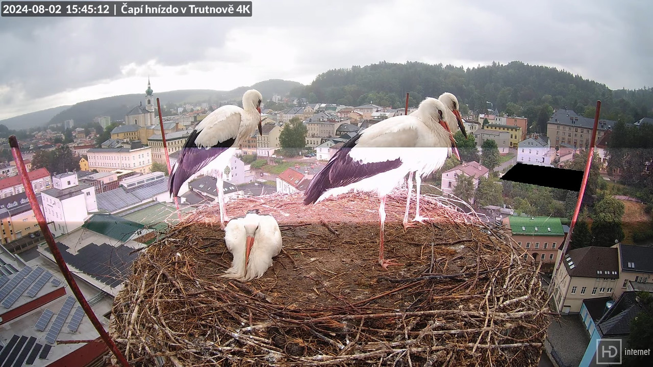 Tiešraidē no stārķa ligzdas uz alus darītavas skursteņa Trutnovā 12-2-36 screenshot (4)