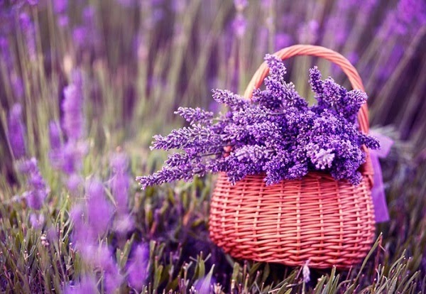 [Image: y-nghia-hoa-lavender-va-cach-trong-cham-...ght414.jpg]