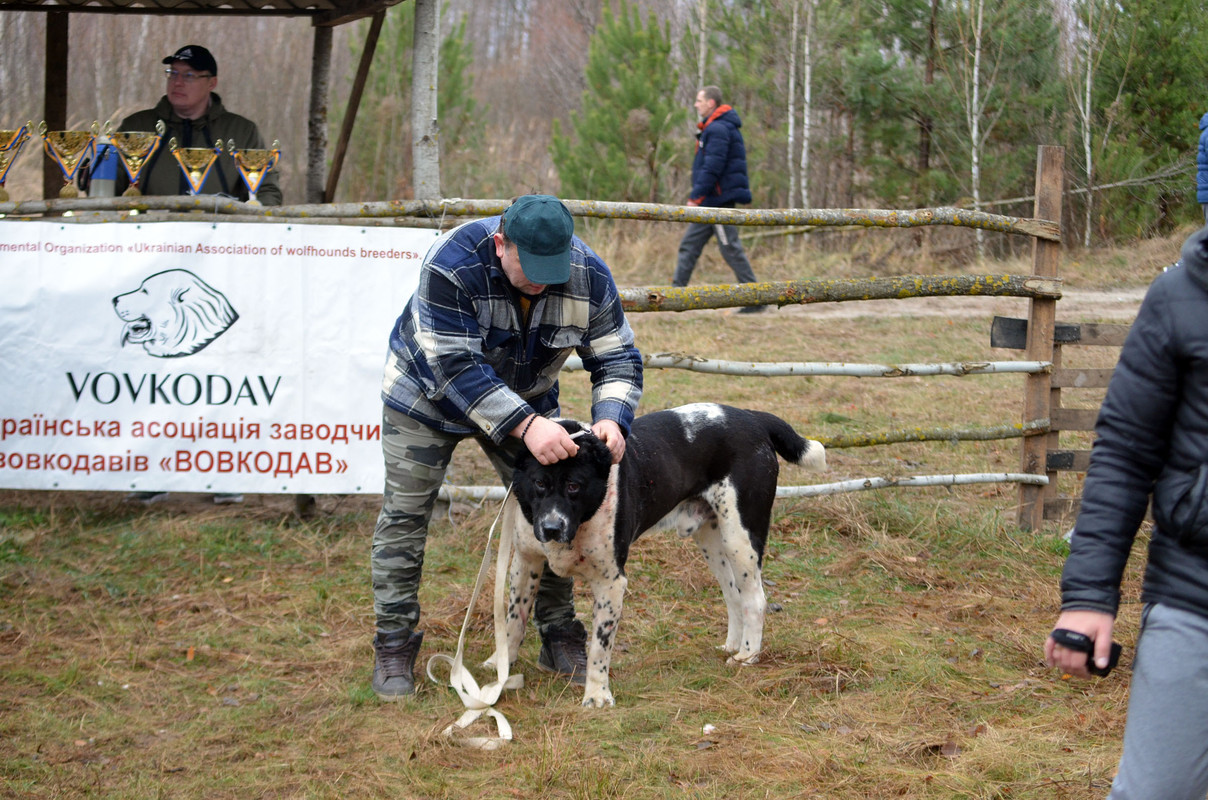 Халк - Сако 2 (1)